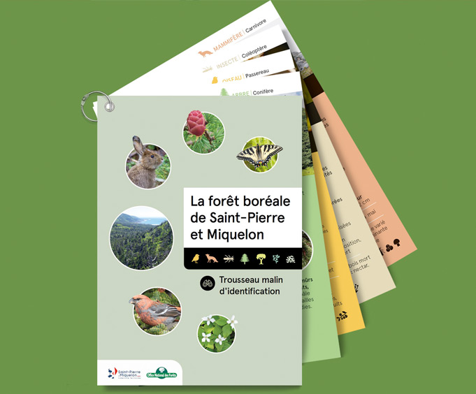 Création graphique de fiches nature sur la forêt boréale