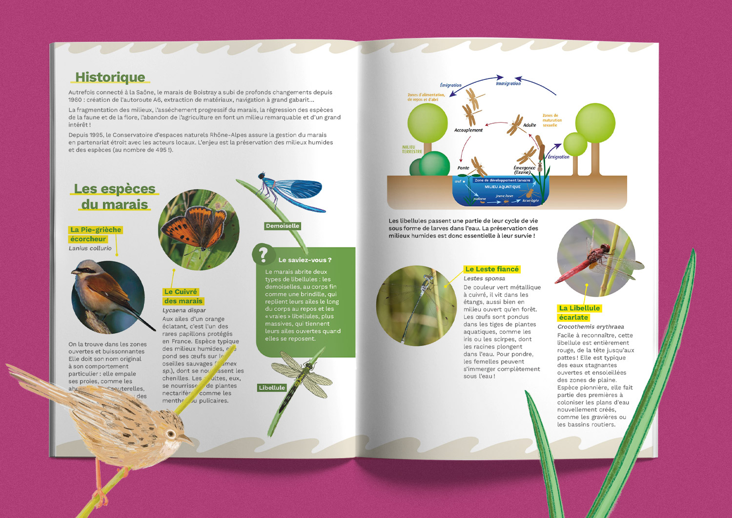Graphiste - illustration dépliant sur les espaces naturels sensibles