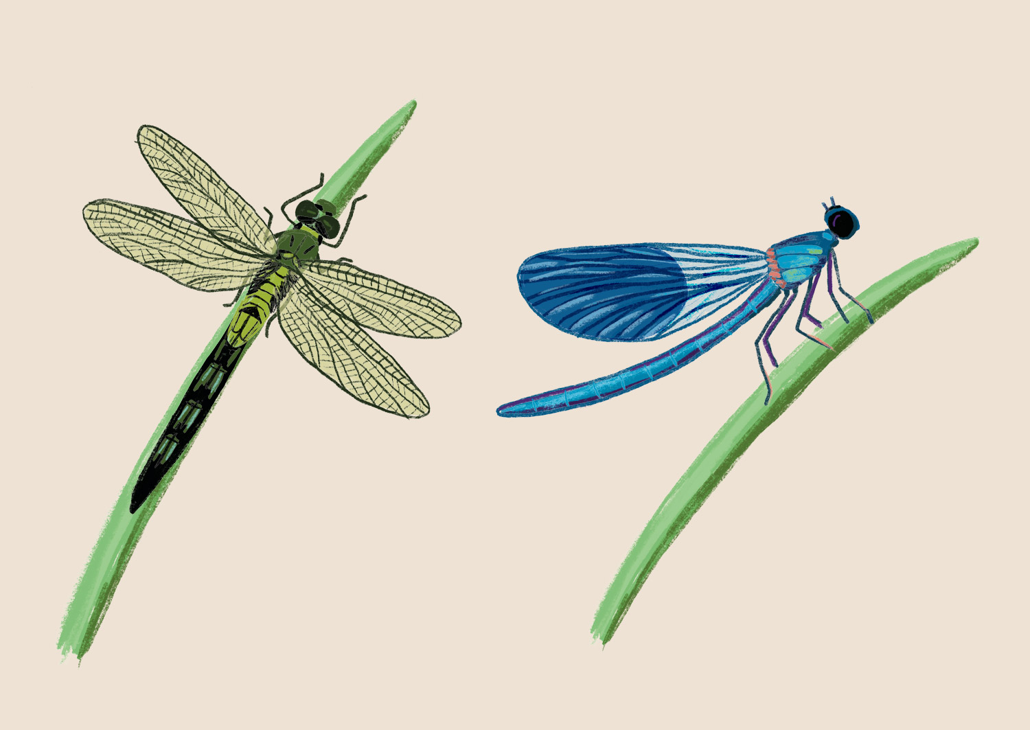 illustration libellule demoiselle