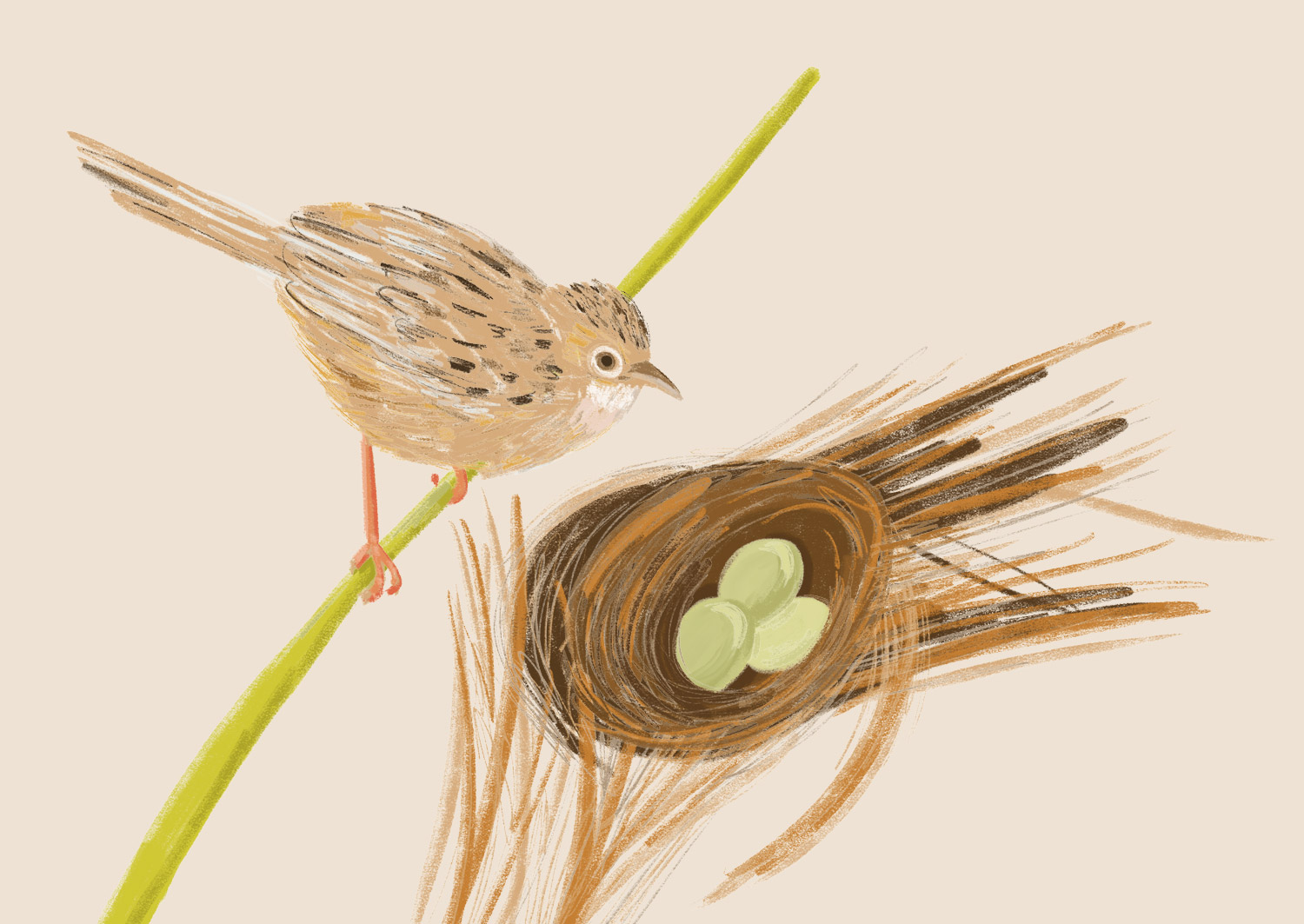 illustration panneau exposition oiseau