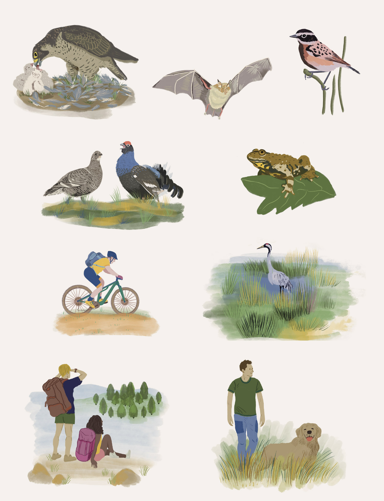 illustratrice naturaliste faune et flore