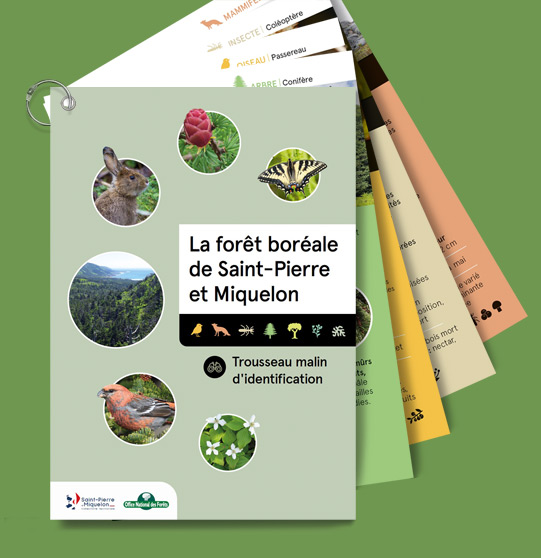 Création graphique de fiches nature sur la forêt boréale